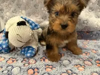 Bear, a male Yorkshire Terrier for sale in Ocala, FL – 3 of 6