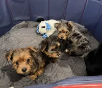 Tater, a male Yorkshire Terrier for sale in Ocala, FL – 4 of 6