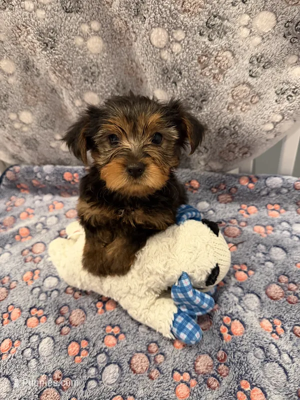 Rocky – Yorkshire Terrier puppy for sale in Ocala, FL