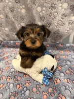 Rocky, a male Yorkshire Terrier for sale in Ocala, FL – 1 of 4