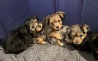 Rocky, a male Yorkshire Terrier for sale in Ocala, FL – 3 of 4