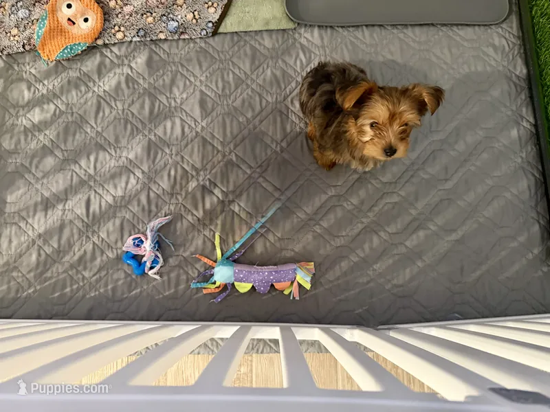 Tater – Yorkshire Terrier puppy for sale in Ocala, FL