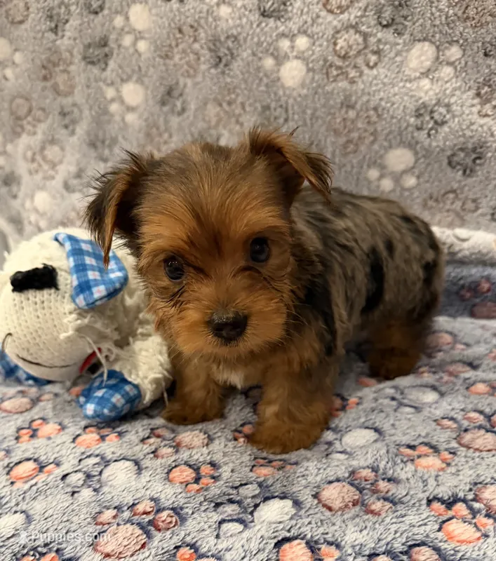 Tater – Yorkshire Terrier puppy for sale in Ocala, FL