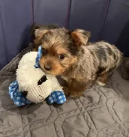 Tater, a male Yorkshire Terrier for sale in Ocala, FL – 2 of 6