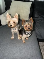 Tater, a male Yorkshire Terrier for sale in Ocala, FL – 6 of 6