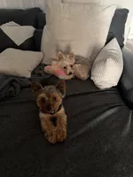 Bear, a male Yorkshire Terrier for sale in Ocala, FL – 6 of 6
