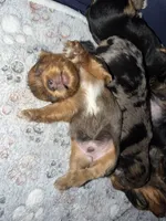 Tater, a male Yorkshire Terrier for sale in Ocala, FL – 3 of 6