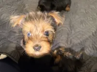 Bear, a male Yorkshire Terrier for sale in Ocala, FL – 4 of 6