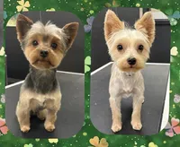 Rocky, a male Yorkshire Terrier for sale in Ocala, FL – 4 of 4