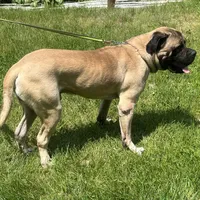 Geralt, a male English Mastiff for sale in Uxbridge, MA – Photo 6 of 6