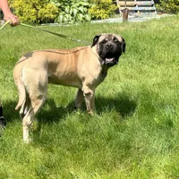 Geralt, a male English Mastiff for sale in Uxbridge, MA – Photo 5 of 6