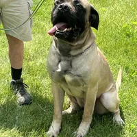 Geralt, a male English Mastiff for sale in Uxbridge, MA – Photo 1 of 6