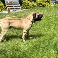 Geralt, a male English Mastiff for sale in Uxbridge, MA – Photo 4 of 6