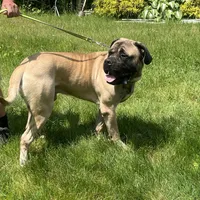 Geralt, a male English Mastiff for sale in Uxbridge, MA – Photo 3 of 6