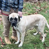 Sindel, a female English Mastiff for sale in Uxbridge, MA – Photo 6 of 6