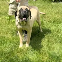 Sindel, a female English Mastiff for sale in Uxbridge, MA – Photo 4 of 6