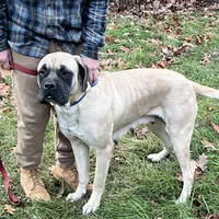 Sindel, a female English Mastiff for sale in Uxbridge, MA – Photo 1 of 6