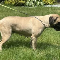 Sindel, a female English Mastiff for sale in Uxbridge, MA – Photo 5 of 6