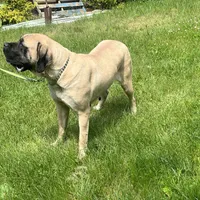 Sindel, a female English Mastiff for sale in Uxbridge, MA – Photo 3 of 6