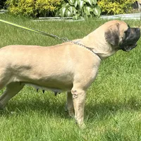 Sindel, a female English Mastiff for sale in Uxbridge, MA – Photo 2 of 6