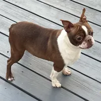 Zelcova, a female Boston Terrier for sale in Uxbridge, MA – Photo 1 of 6