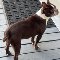 Zelcova, a female Boston Terrier for sale in Uxbridge, MA – Photo 2 of 6