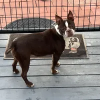 Zelcova, a female Boston Terrier for sale in Uxbridge, MA – Photo 6 of 6