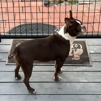 Zelcova, a female Boston Terrier for sale in Uxbridge, MA – Photo 5 of 6