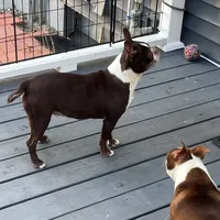 Zelcova, a female Boston Terrier for sale in Uxbridge, MA – Photo 4 of 6