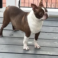 Zelcova, a female Boston Terrier for sale in Uxbridge, MA – Photo 3 of 6