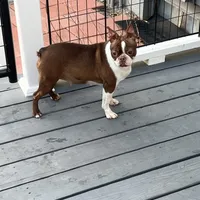 Willow, a female Boston Terrier for sale in Uxbridge, MA – Photo 5 of 7