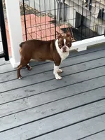 Willow, a female Boston Terrier for sale in Uxbridge, MA – Photo 5 of 7