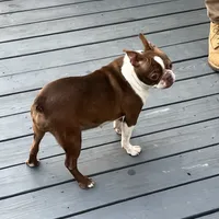 Willow, a female Boston Terrier for sale in Uxbridge, MA – Photo 1 of 7