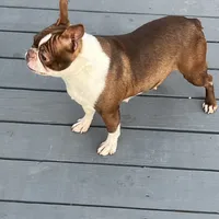 Willow, a female Boston Terrier for sale in Uxbridge, MA – Photo 2 of 7