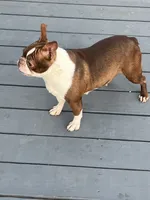 Willow, a female Boston Terrier for sale in Uxbridge, MA – Photo 2 of 7