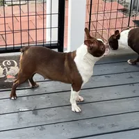 Willow, a female Boston Terrier for sale in Uxbridge, MA – Photo 4 of 7