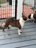 Willow, a female Boston Terrier for sale in Uxbridge, MA – Photo 4 of 7