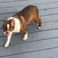 Willow, a female Boston Terrier for sale in Uxbridge, MA – Photo 3 of 7