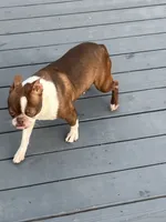 Willow, a female Boston Terrier for sale in Uxbridge, MA – Photo 3 of 7