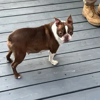 Willow, a female Boston Terrier for sale in Uxbridge, MA – Photo 7 of 7