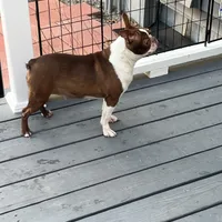 Willow, a female Boston Terrier for sale in Uxbridge, MA – Photo 6 of 7