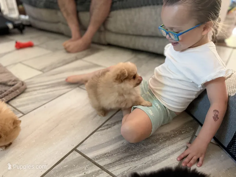 Puppy A – Pomeranian puppy for sale in Lisbon, NY