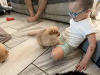 Puppy A, a male Pomeranian for sale in Lisbon, NY – 1 of 3