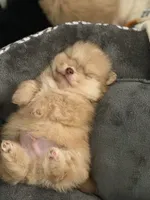 Puppy A, a male Pomeranian for sale in Lisbon, NY – 3 of 3