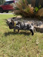 Tilly Milly, a female French Bulldog for sale in Atlanta, GA – 8 of 10