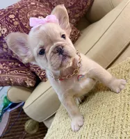 Isabella , a female French Bulldog for sale in Atlanta, GA – 4 of 10