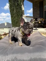 Tilly Milly, a female French Bulldog for sale in Atlanta, GA – 10 of 10