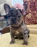 Tilly Milly, a female French Bulldog for sale in Atlanta, GA – 3 of 10