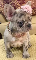 Freeza, a female French Bulldog for sale in Atlanta, GA – 6 of 10