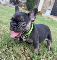 Shelby, a female French Bulldog for sale in Atlanta, GA – 4 of 10